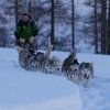 Chiens de Traineau en Haute-Savoie avec Évasion Nordique